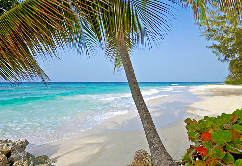 caribbean barbados tropical island