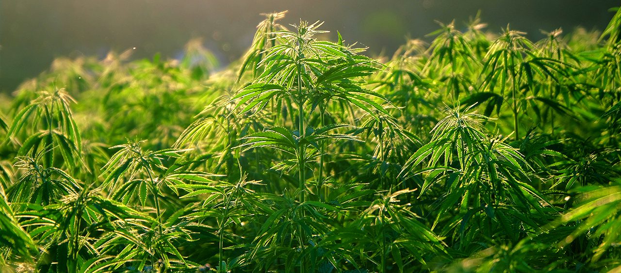 18 Weed-Friendly Hotels in Jamaica