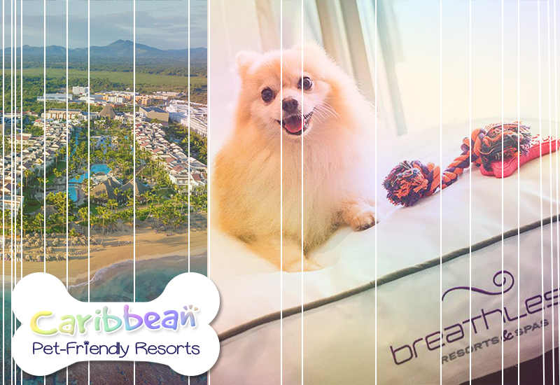 top-rated caribbean pet-friendly resorts breathless punta cana resort and spa dominican republic