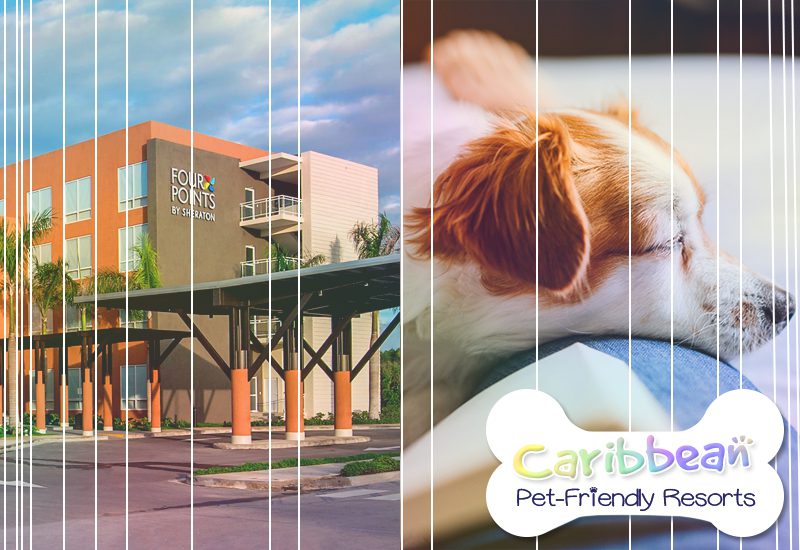 best caribbean pet-friendly resorts four points by sheraton puntacana village dominican republic