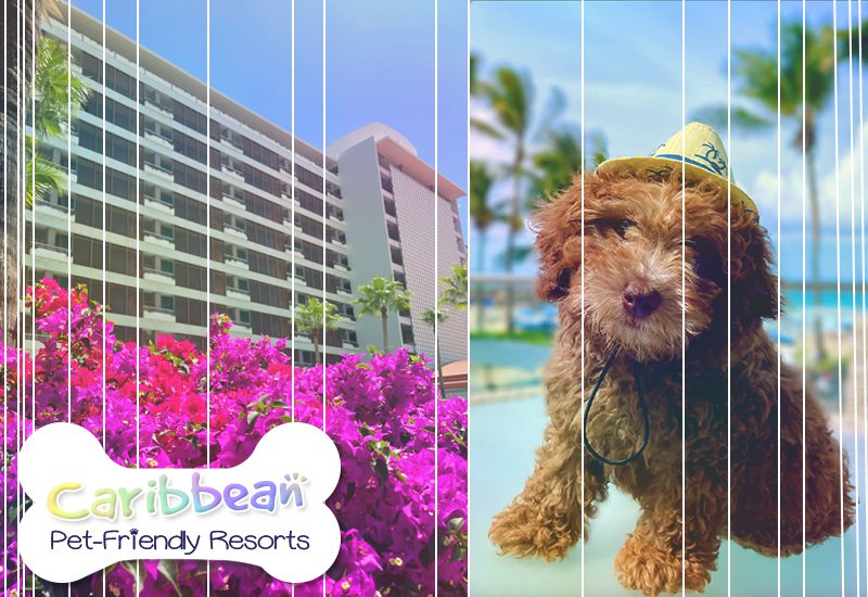 greatest caribbean pet-friendly resorts la concha resort puerto rico autograph collection